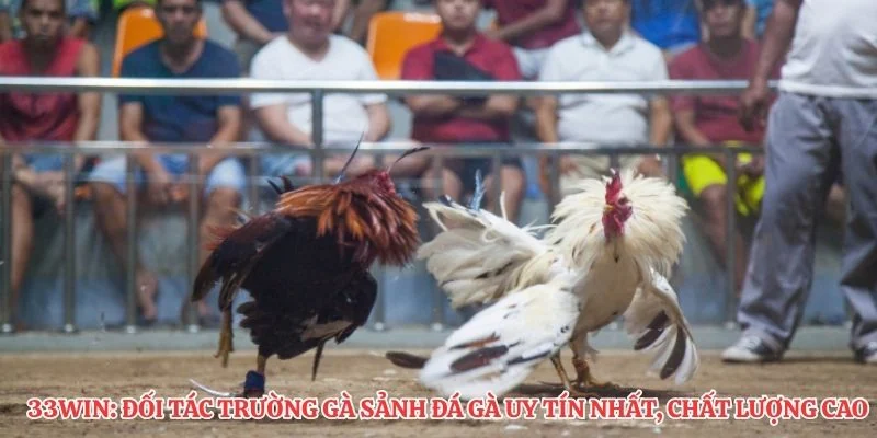 33Win: Đối tác trường gà sảnh đá gà uy tín nhất, chất lượng cao