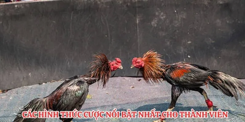 Các hình thức cược nổi bật nhất cho thành viên