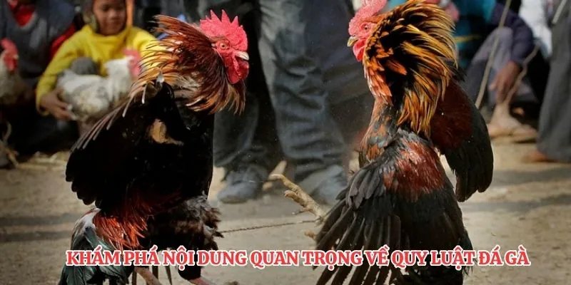 Khám phá nội dung quan trọng về quy luật đá gà 