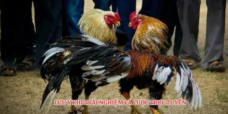 Lưu ý khi trải nghiệm cá cược trực tuyến