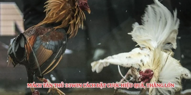 Mách tân thủ 33Win cách đặt cược hiệu quả, thắng lớn