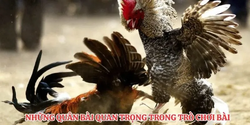 Những quân bài quan trọng trong trò chơi bài