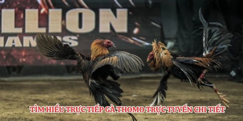 Tìm hiểu trực tiếp gà thomo trực tuyến chi tiết